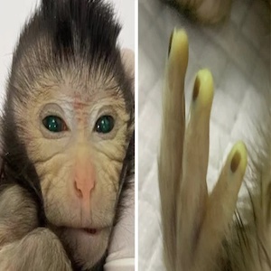 ظهر على أصابع القرد الهجين الرضيع ووجهه طيف أخضر اللون، ما يشير إلى وجود الأنسجة المأخوذة من الخلايا الجذعية الجنينية التي حُقنت بها المضغة الجنينية المتلقية.